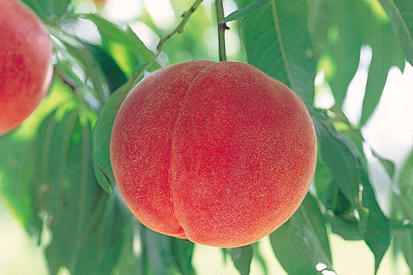 信州うえだ産もも贈答受付開始 | JA信州うえだからのお知らせ | JA信州