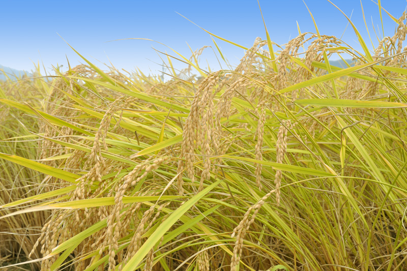 img-rice01.jpg
